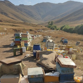عسل طبیعی طارم سزنق